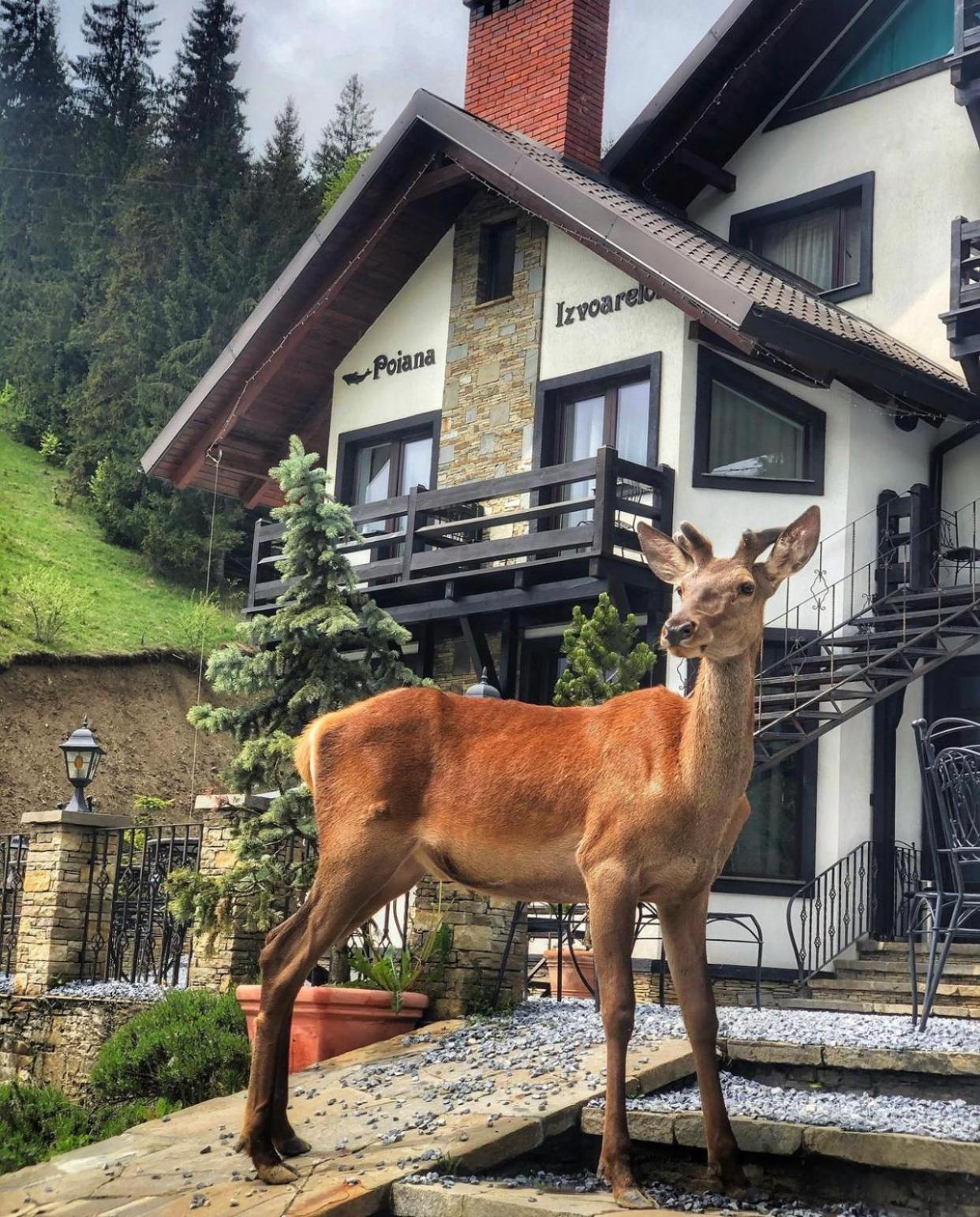 Pensiunea Poiana Izvoarelor Vatra Dornei Exterior foto
